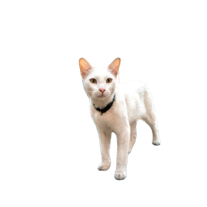 A White Cat With A Collar Walking On An Urban Street. City Life Meets Nature. 13185 - Cat PNG image with transparent background